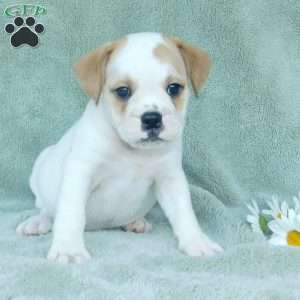 Jasper, Miniature Bulldog Puppy